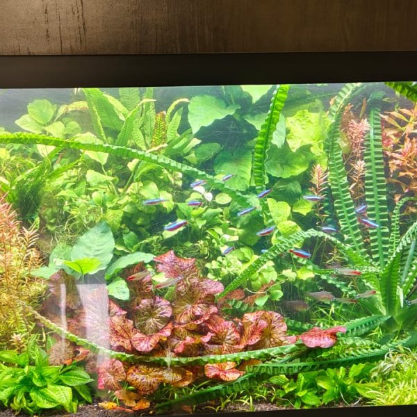 Planted Aquarium